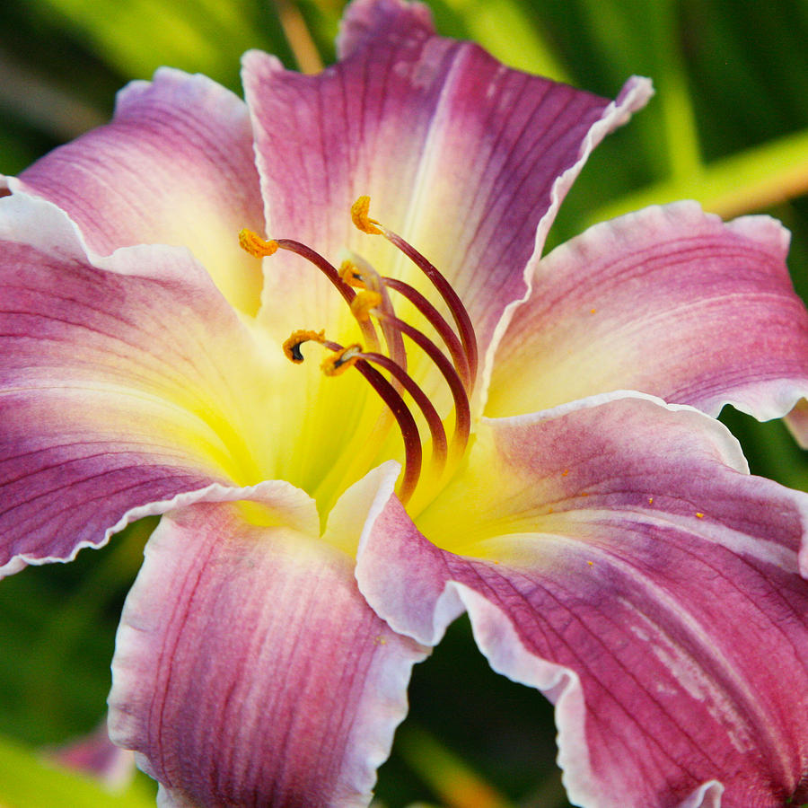 Purple and Yellow Lily Photograph by Donna Corless