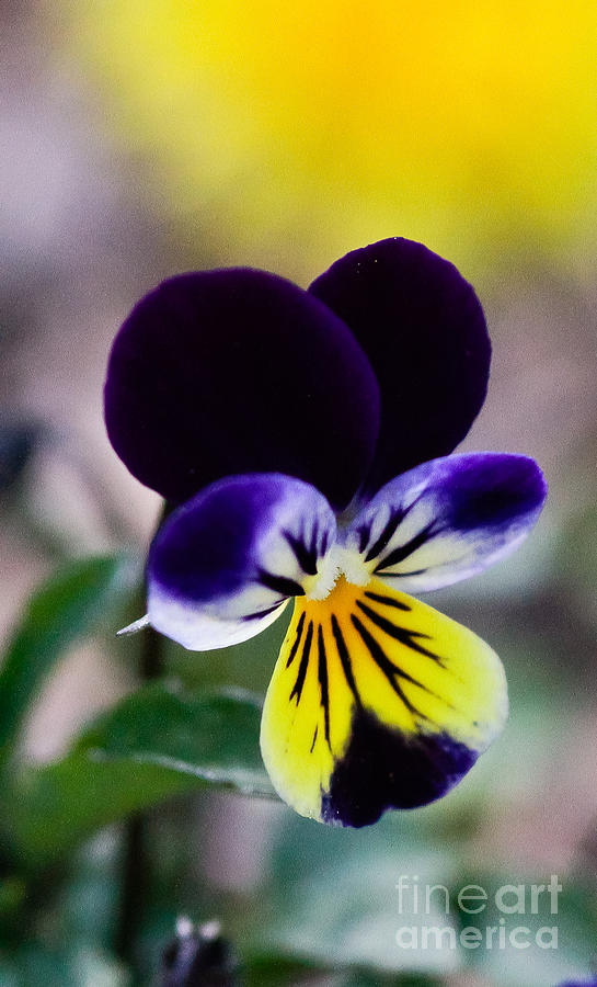 Purple And Yellow Photograph