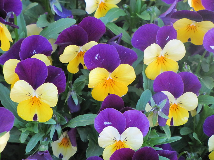 Purple And Yellow Pansies Photograph by Shawn Hughes