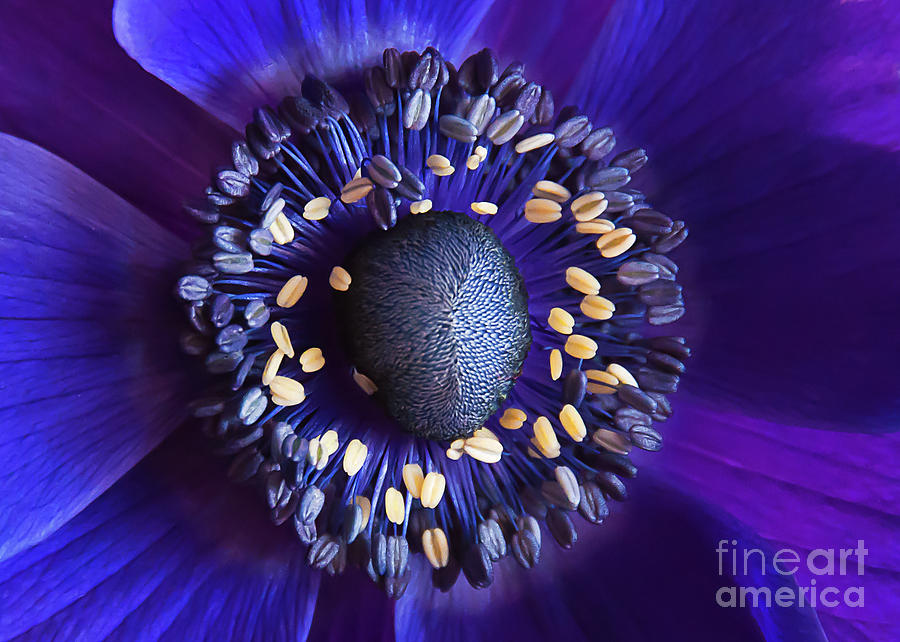 Nature Photograph - Purple Anemone by Maria Aiello