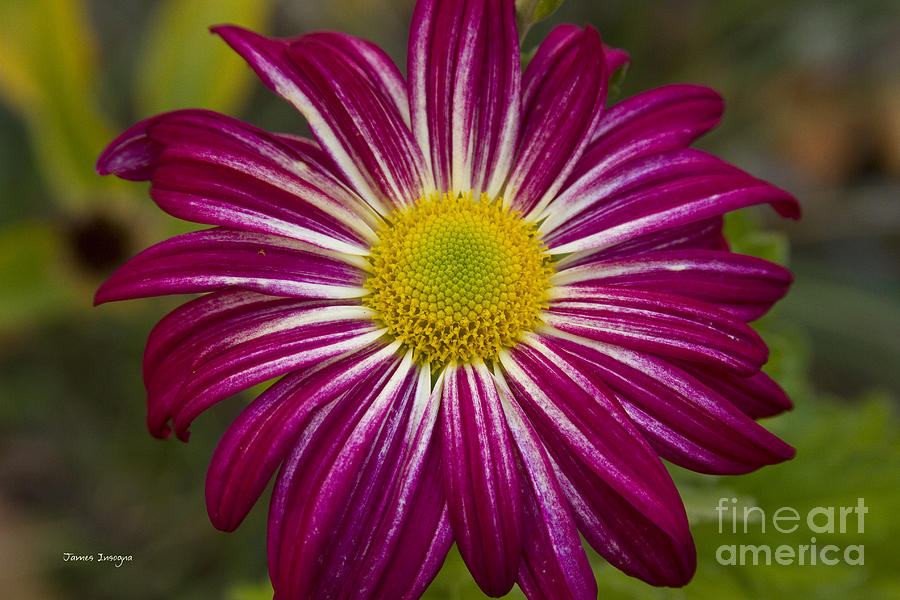 Purple Aster Flower Power Photograph by James BO Insogna