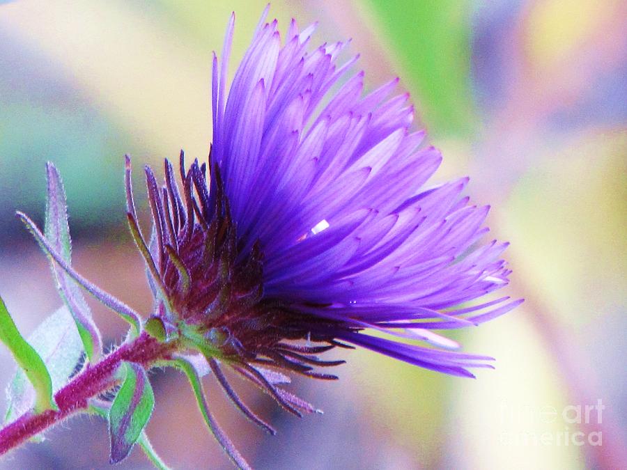 Purple Aster  Photograph by Michele Penner