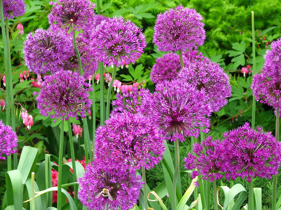 Purple Balls Photograph by Paul Slebodnick - Fine Art America