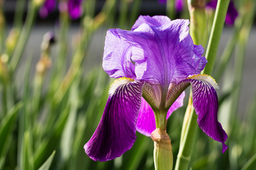 Purple Bearded Iris Photograph by Lori Coleman