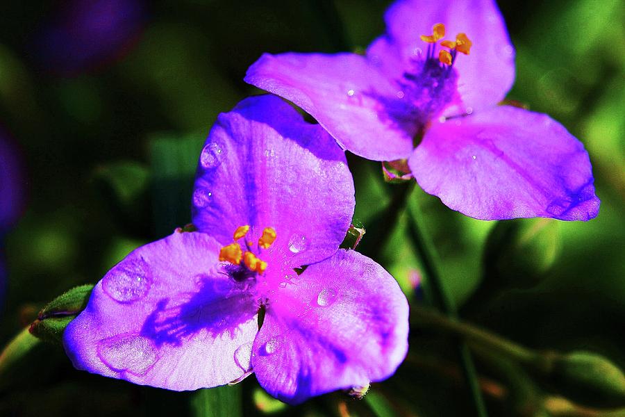 Purple Beauties Photograph by John Handfield