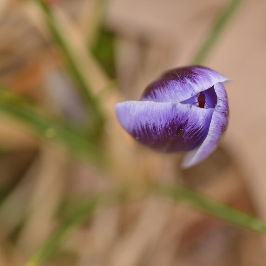 Flower Photograph - Purple Beauty by JD Grimes