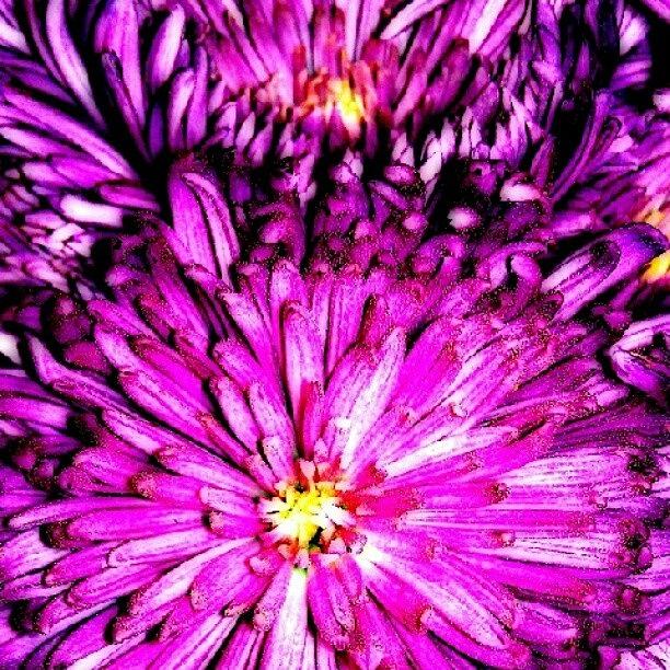 Purple Beauty Photograph by Percy Bohannon