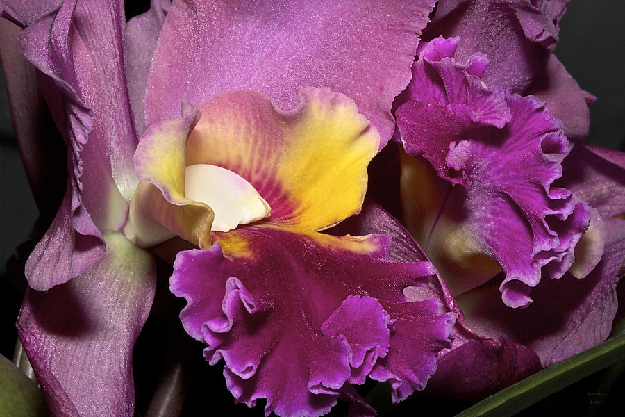 Flowers Still Life Photograph - Purple Beauty by Phyllis Denton