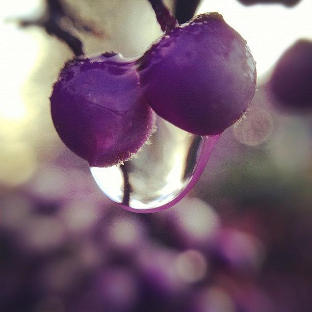Purple Beautyberries In The Misty Photograph by Stone Grether