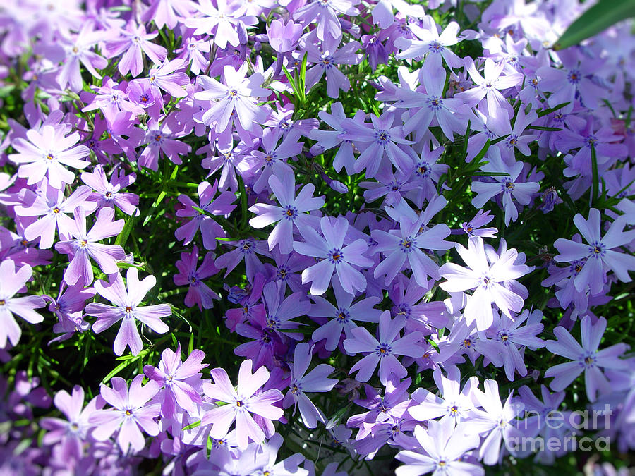Spring Photograph - Purple Bed by Thanh Tran