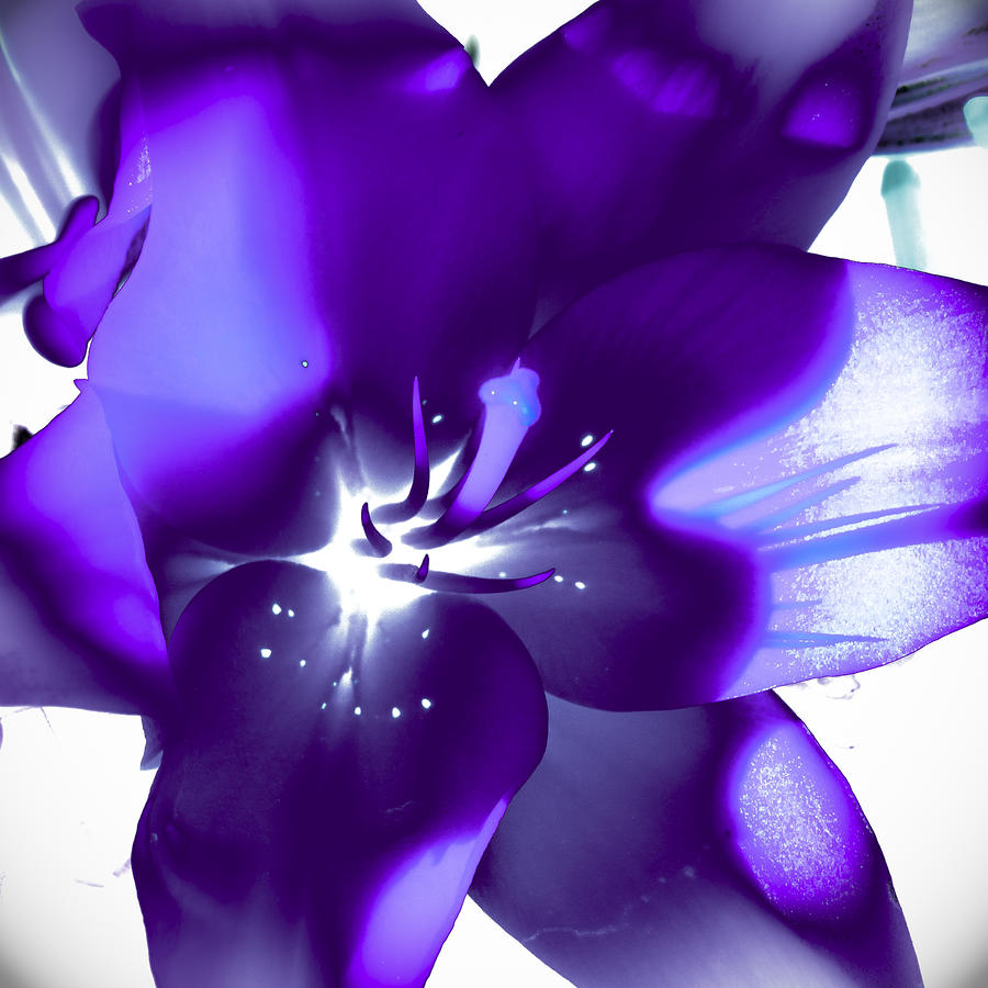 Lily Photograph - Purple Blast by David Patterson