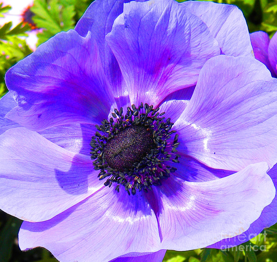 Flower Photograph - Purple Bloom by Daniel Dodd
