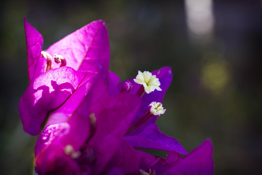 Purple Bougainvillea 3 Photograph