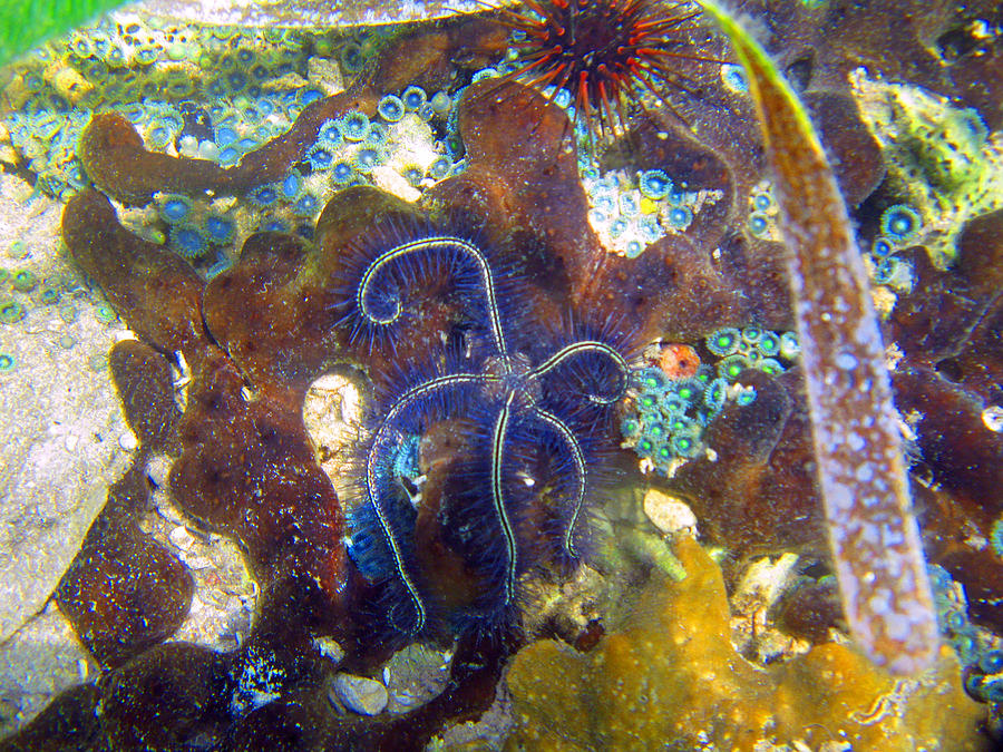 Purple Brittle Star Photograph by Kelly Smith