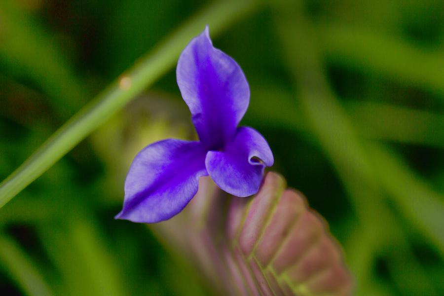 Purple Bromeliad Flower Photograph by Douglas Barnard
