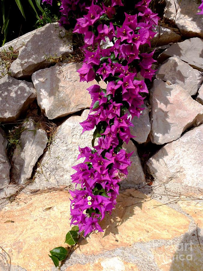Purple Bungavilea Photograph by Amalia Suruceanu