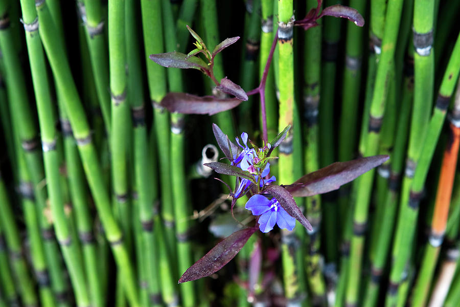 Blue Bursts From Bamboo Photograph by Lorraine Devon Wilke
