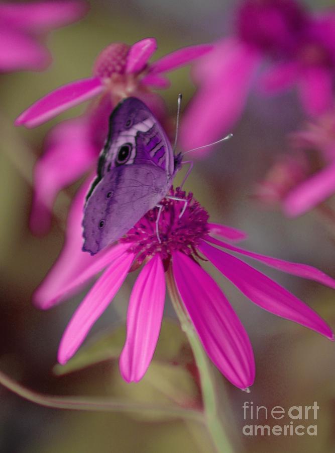 Purple Butterfly Digital Art by Patty Vicknair