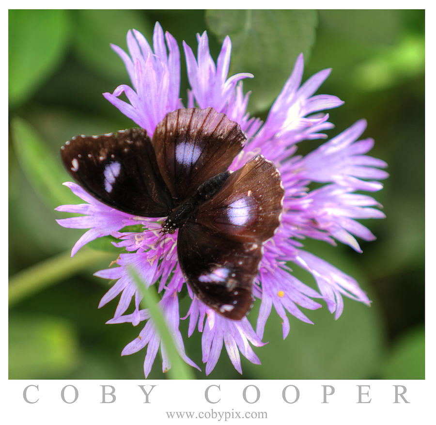 Purple Camouflage  Photograph by Coby Cooper