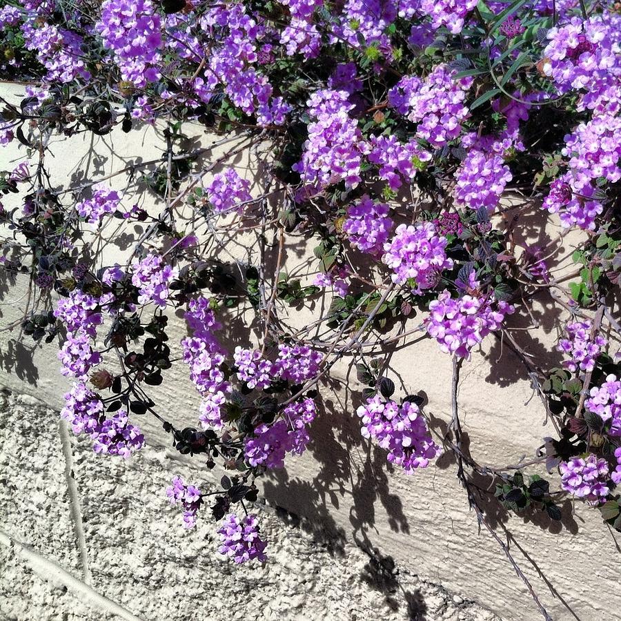 Flower Photograph - Purple Cascade by Dawn Marie Black