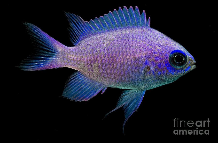 Breeding Purple Chromis