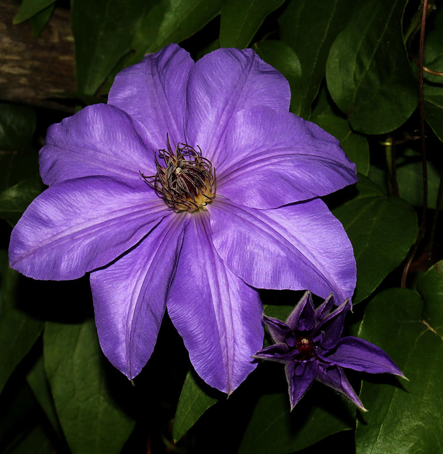 Purple Clematis 2011 1 Photograph by Robert Morin