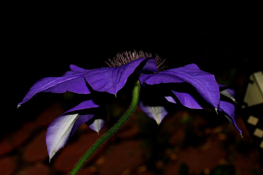 Purple Clematis 2011 2 Photograph by Robert Morin