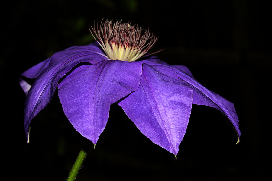 Purple Clematis 2011 3 Photograph by Robert Morin