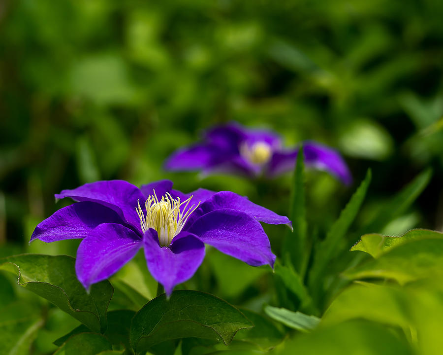 Purple Clematis Flower Photograph by Lori Coleman