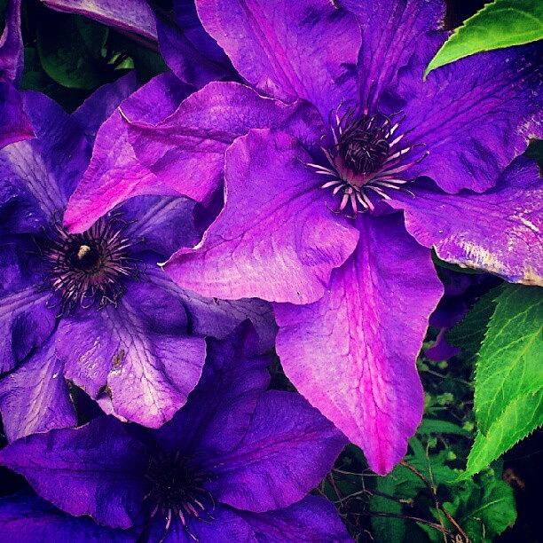 Nature Photograph - Purple clematis by Lilith Bergstrom Hessmyr