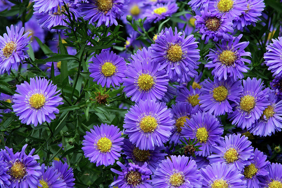 Purple clusters Photograph by Celine Pollard