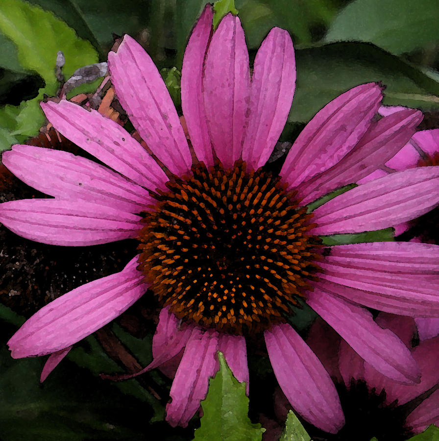 Purple Cone Flower Photograph by Laurie Pace