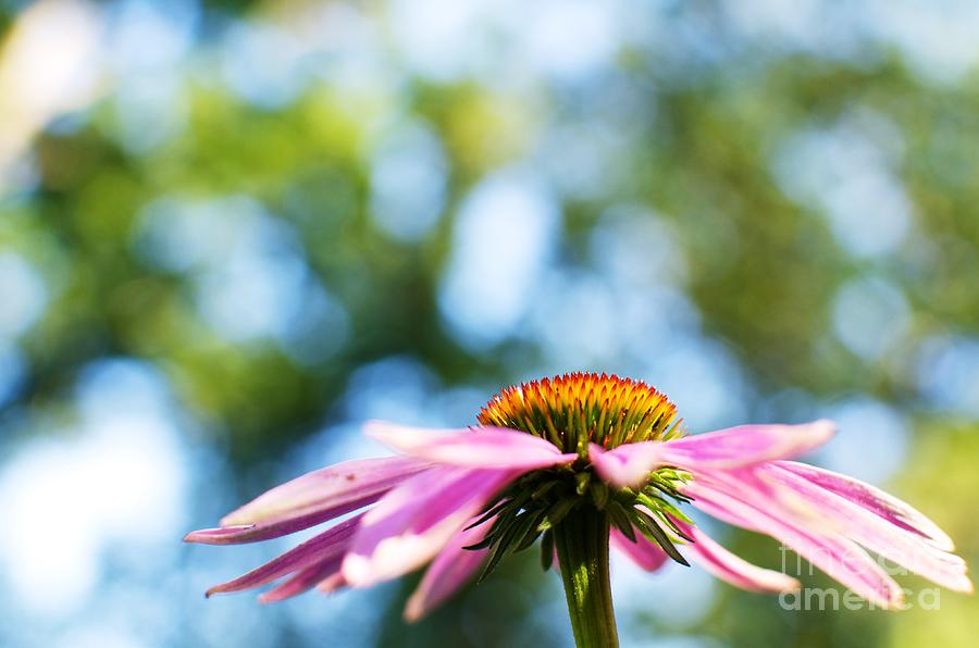 Nature Photograph - Purple Cone Flower by Melissa Ross