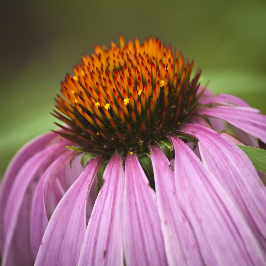 Flowers Still Life Photograph - Purple Coneflower Pollen Squared by Teresa Mucha