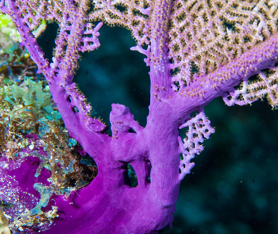 Purple Coral Photograph by Jean Noren