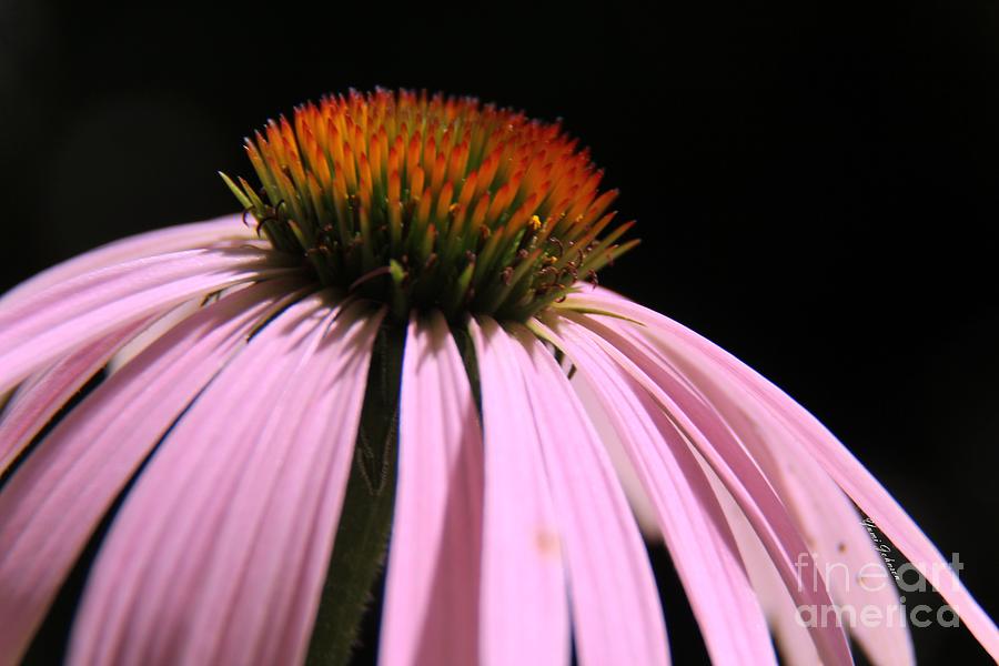 Purple Cornflower Photograph by Yumi Johnson