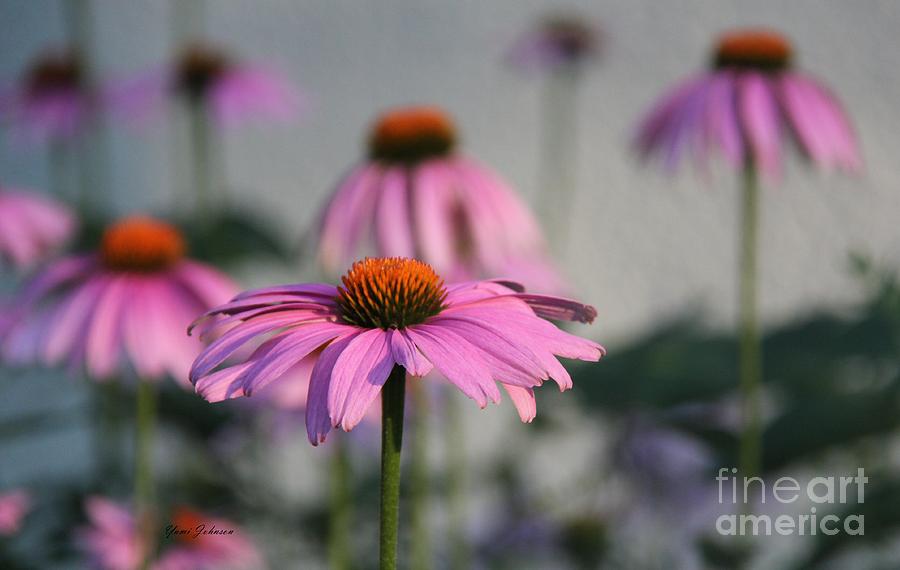 Purple cornflowers  Photograph by Yumi Johnson