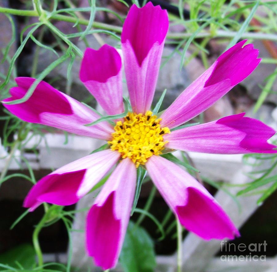 Purple Photograph - Purple cosmos by Christy Beal