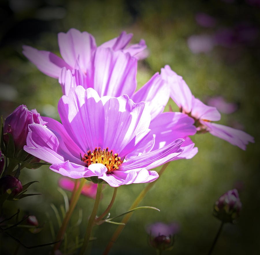 Purple Cosmos Photograph By Shandel Gauthier Fine Art America