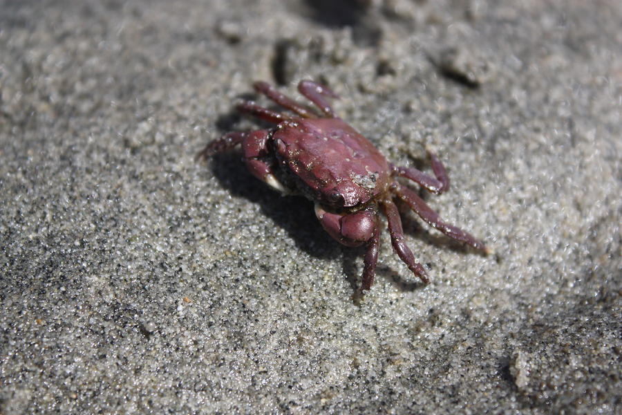 Animal Photograph - Purple Crab by Tanya Peters