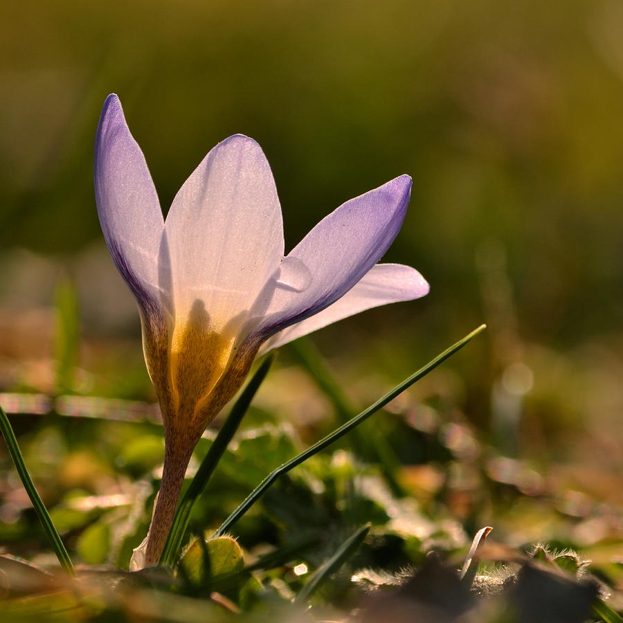 Flower Photograph - Purple Crocus by JD Grimes