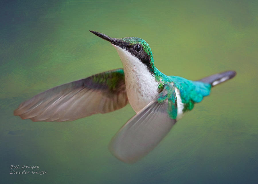 Hummingbird Photograph - Purple-crowned Fairy Female by Ecuador Images