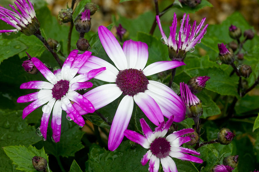 Purple Daisies Photograph by Rich Franco