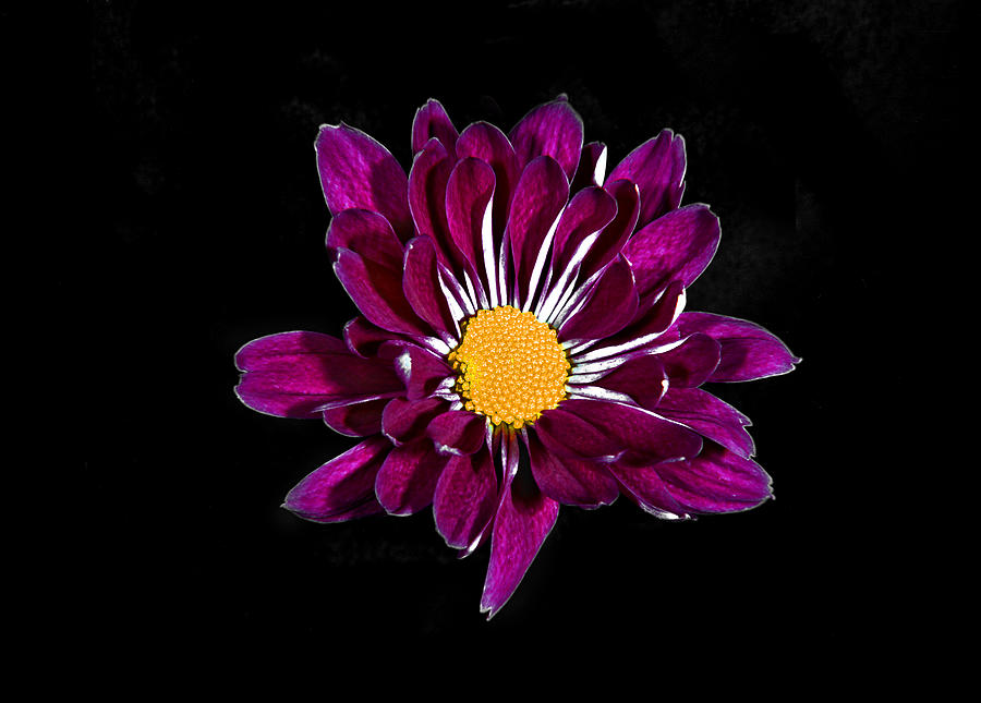 Purple Daisy. Photograph by Chris  Kusik