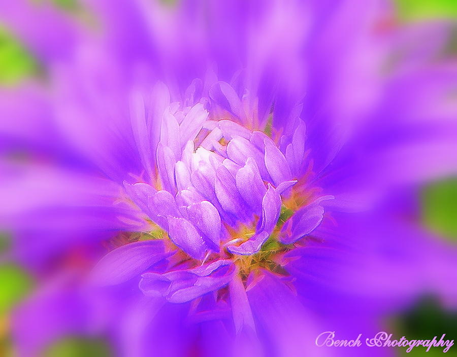 Purple Daisy Flower Photograph by BenjieLyn Hemphill - Fine Art America