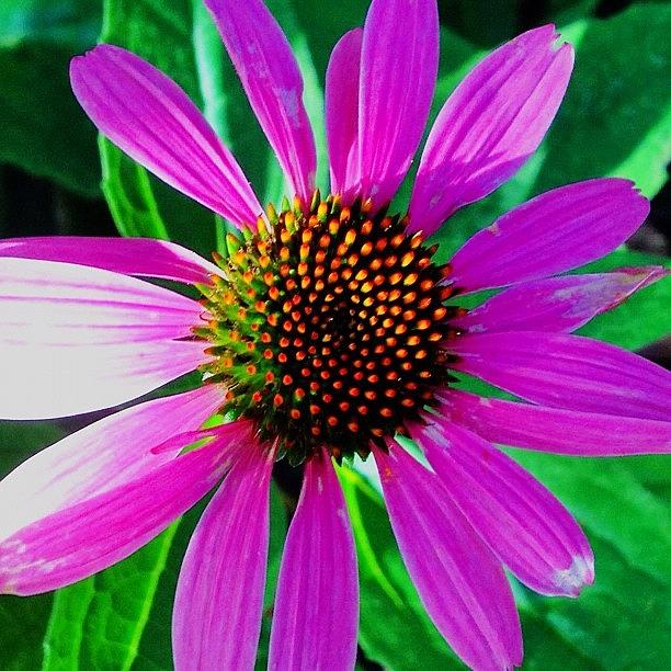 Daisy Photograph - Purple Daisy flower  by Irina Moskalev