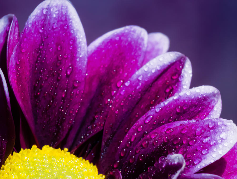Daisy Photograph - Purple Daisy by Kelly McNamara