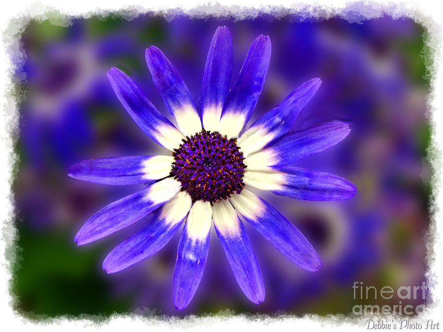 Purple Daisy photoart Digital Art by Debbie Portwood