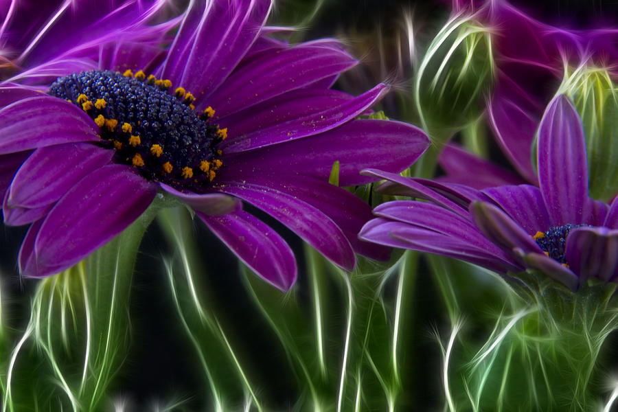 Purple Daisy Photograph by Stelios Kleanthous