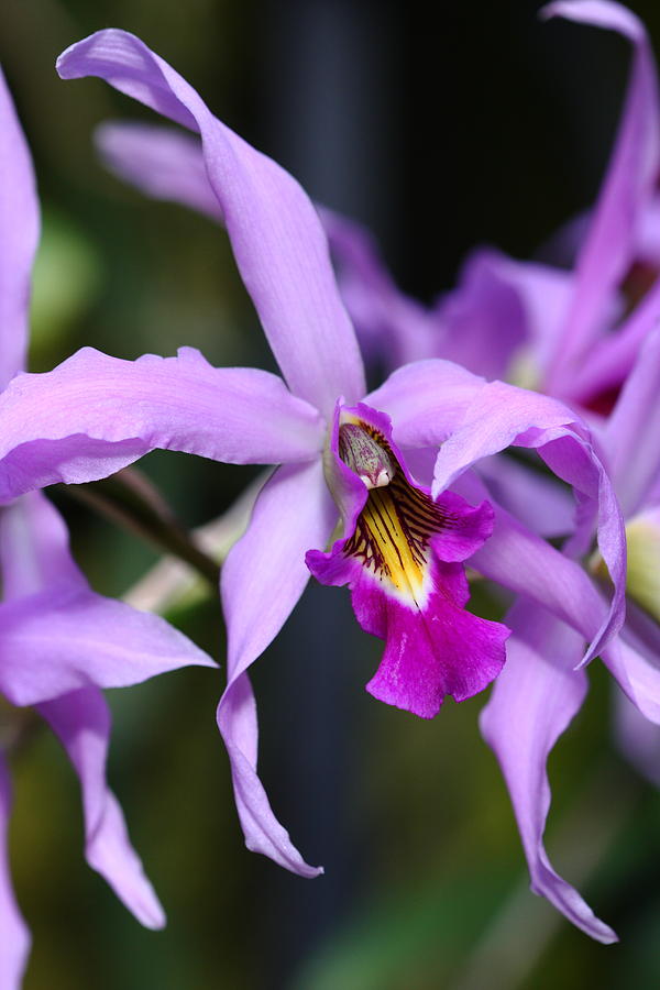 Orchid Photograph - Purple Dance by Paul Slebodnick